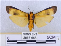 閃光苔蛾藏品圖，第2張