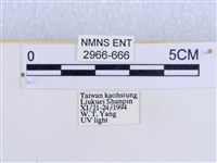 閃光苔蛾藏品圖，第3張