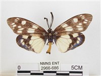 蓬萊茶斑蛾藏品圖，第1張