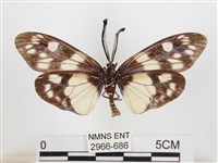 蓬萊茶斑蛾藏品圖，第2張