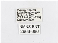 蓬萊茶斑蛾藏品圖，第3張