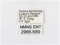 蓬萊茶斑蛾藏品圖，第3張