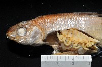 福山魚怪(新種)藏品圖，第1張