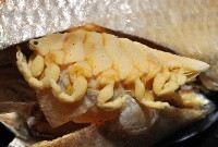 福山魚怪(新種)藏品圖，第3張