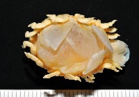 福山魚怪(新種)藏品圖，第4張