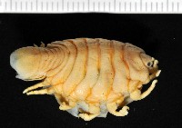 福山魚怪(新種)藏品圖，第5張