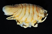 福山魚怪(新種)藏品圖，第6張