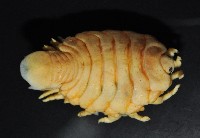 福山魚怪(新種)藏品圖，第7張