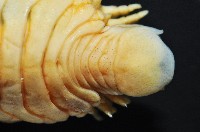 福山魚怪(新種)藏品圖，第9張