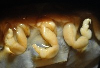 福山魚怪(新種)藏品圖，第10張