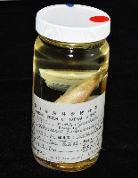 福山魚怪(新種)藏品圖，第11張