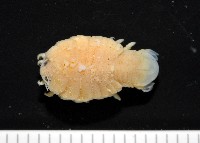 福山魚怪(新種)藏品圖，第1張