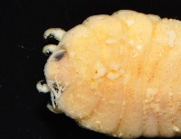 福山魚怪(新種)藏品圖，第2張