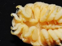 福山魚怪(新種)藏品圖，第4張