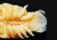 福山魚怪(新種)藏品圖，第5張