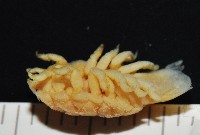 福山魚怪(新種)藏品圖，第6張