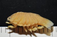 福山魚怪(新種)藏品圖，第7張