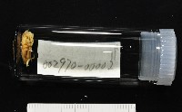 福山魚怪(新種)藏品圖，第11張