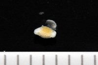 福山魚怪(新種)藏品圖，第2張