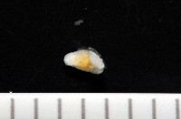 福山魚怪(新種)藏品圖，第3張