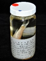 福山魚怪(新種)藏品圖，第7張