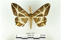 樹形尺蛾藏品圖，第1張