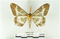 樹形尺蛾藏品圖，第2張