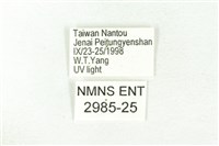 樹形尺蛾藏品圖，第3張