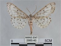 大胡麻斑星尺蛾藏品圖，第1張