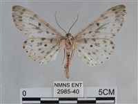 大胡麻斑星尺蛾藏品圖，第2張