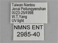 大胡麻斑星尺蛾藏品圖，第3張