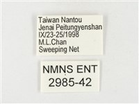紋黃粉蝶藏品圖，第3張