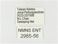 紋黃粉蝶藏品圖，第3張