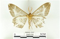 樹形尺蛾藏品圖，第2張