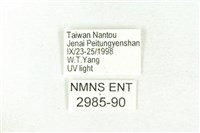 樹形尺蛾藏品圖，第3張