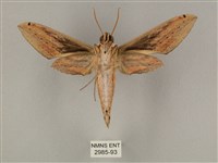 棕綠背線天蛾藏品圖，第2張