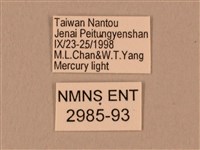 棕綠背線天蛾藏品圖，第3張