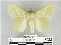 青枯葉蛾藏品圖，第1張