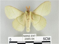 青枯葉蛾藏品圖，第2張