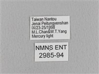 青枯葉蛾藏品圖，第3張