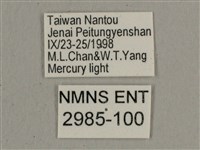 背帶長喙天蛾藏品圖，第3張