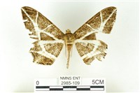 樹形尺蛾藏品圖，第1張