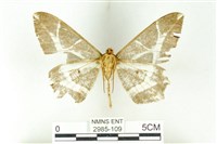 樹形尺蛾藏品圖，第2張