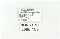 樹形尺蛾藏品圖，第3張