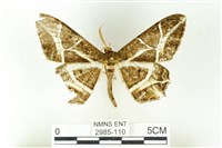 樹形尺蛾藏品圖，第1張