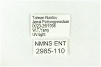 樹形尺蛾藏品圖，第3張