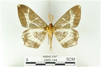 樹形尺蛾藏品圖，第2張