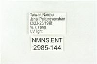 樹形尺蛾藏品圖，第3張