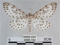 大胡麻斑星尺蛾藏品圖，第1張