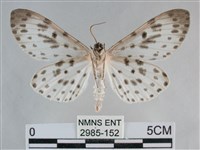 大胡麻斑星尺蛾藏品圖，第2張